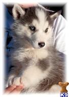 wolf dog puppy posted by Wolf Husky Pups